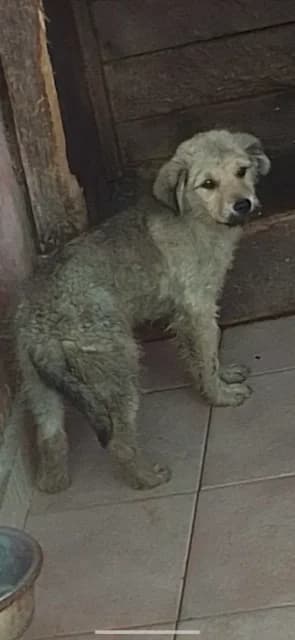 FEMELA,MICA,GALBENA, Mixed Breed (Danyflor Timisoara)