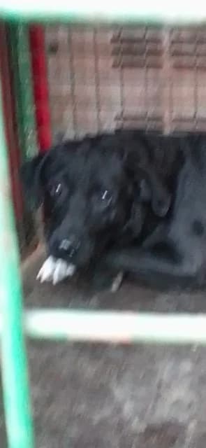 MASCUL,MARE,NEGRU, Mixed Breed (Danyflor Timisoara)
