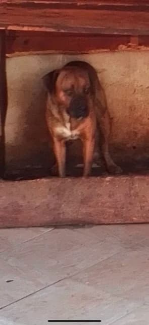 MASCUL,MARE,MARO CU ALB, Mixed Breed (Danyflor Timisoara)