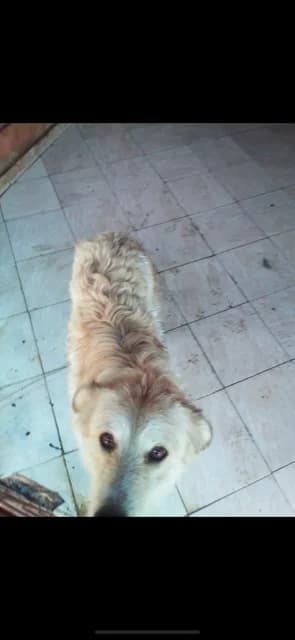 FEMELA,MARE,CREM, Mixed Breed (Danyflor Timisoara)
