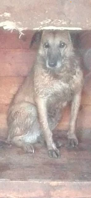 FEMELA,MEDIE,CREM, Mixed Breed (Danyflor Timisoara)