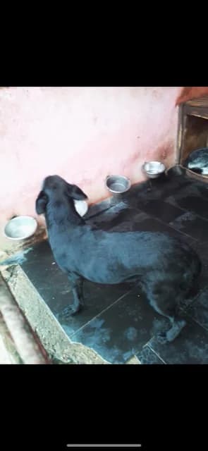 FEMELA,MARE,NEAGRA, Mixed Breed (Danyflor Timisoara)