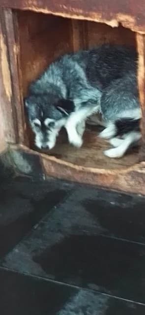 FEMELA,MEDIE,GRI CU CREM, Mixed Breed (Danyflor Timisoara)