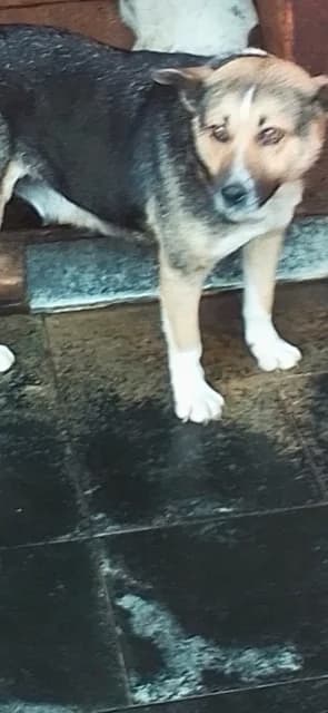 FEMELA,MEDIE,NEGRU CU ALB, Mixed Breed (Danyflor Timisoara)