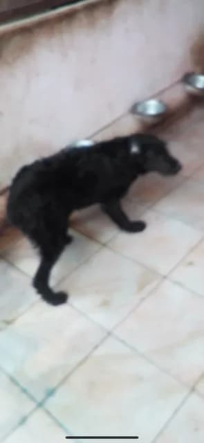 FEMELA,MARE,NEAGRA, Mixed Breed (Danyflor Timisoara)