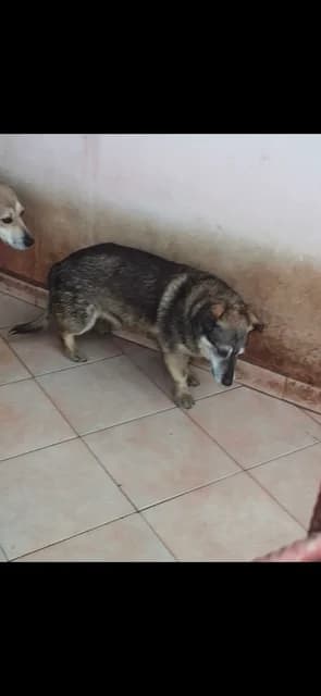 FEMELA,MEDIE,NEGRU CU CREM, Mixed Breed (Danyflor Timisoara)