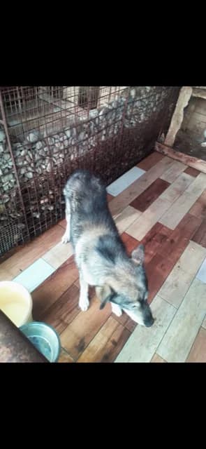 MASCUL,MEDIU,GRI CU NEGRU, Mixed Breed (Danyflor Timisoara)
