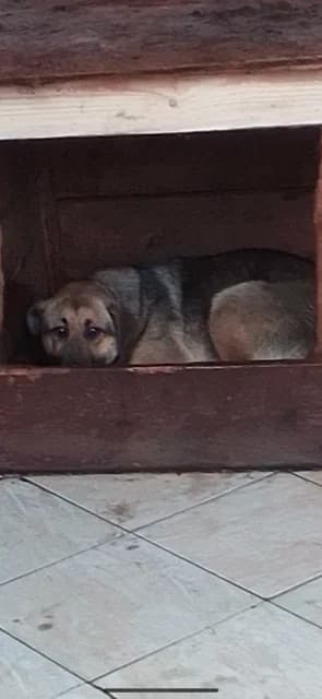 FEMELA,MEDIE,MARO INSP CU NEGRU, Mixed Breed for adoption at Danyflor Timisoara, Timisoara