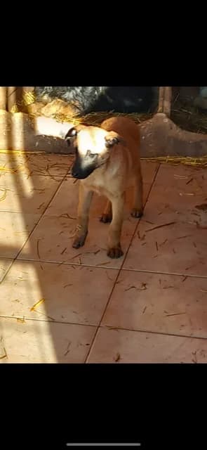 FEMELA,MICA,CREM, Mixed Breed (Danyflor Timisoara)