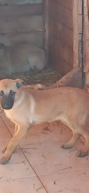 FEMELA,MICA,CREM, Mixed Breed (Danyflor Timisoara)