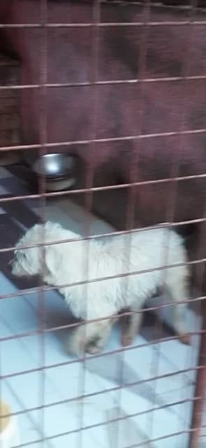 M,MEDIU,CREM, Mixed Breed (Danyflor Timisoara)