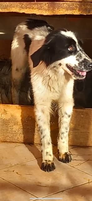 FEMELA,MARE,ALB CU NEGRU, Mixed Breed (Danyflor Timisoara)