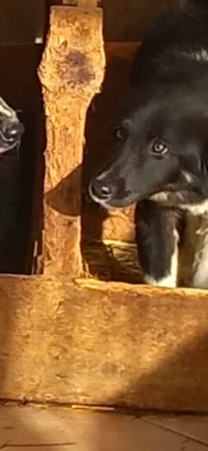 MASCUL,MARE,NEGRU CU ALB, Mixed Breed (Danyflor Timisoara)