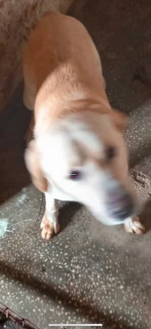 FEMELA,MEDIE,MARO, Mixed Breed (Danyflor Timisoara)