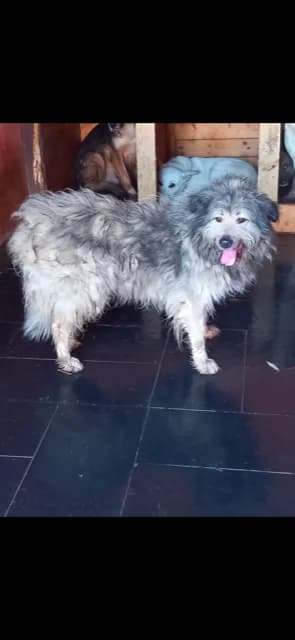 MASCUL,MEDIU,GRI, Mixed Breed (Danyflor Timisoara)