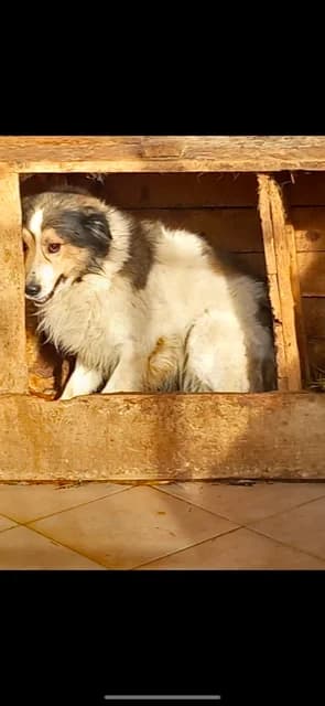 MASCUL,MARE,ALB CU CREM, Mixed Breed (Danyflor Timisoara)