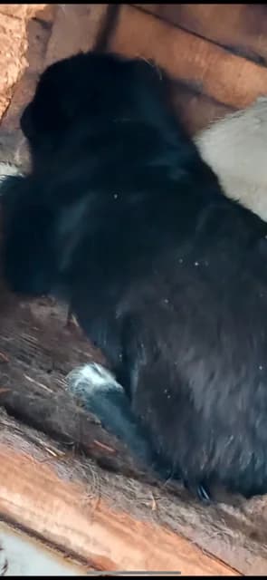 MASCUL,MEDIU,NEGRU, Mixed Breed (Danyflor Timisoara)