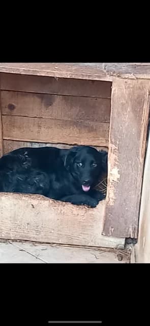 FEMELA,MEDIE,NEAGRA, Mixed Breed (Danyflor Timisoara)