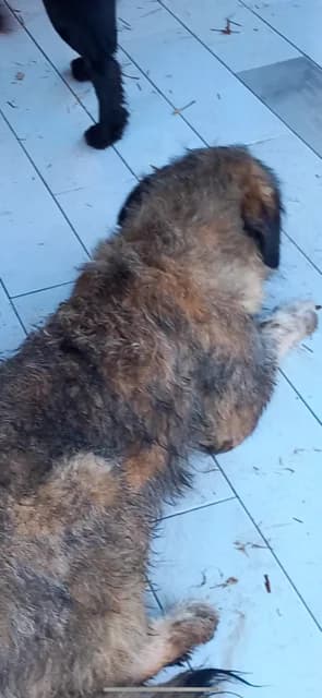 MASCUL,MARE,NEGRU INSP CU MARO, Mixed Breed (Danyflor Timisoara)