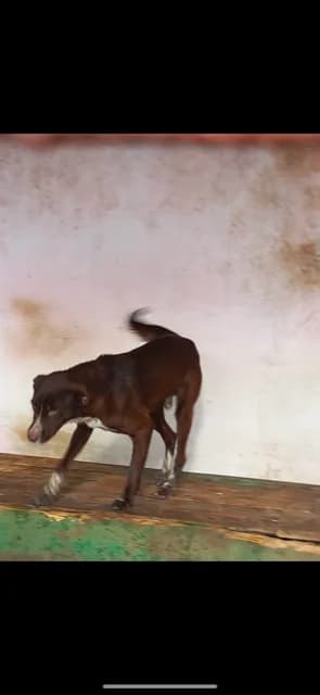 MASCUL,MARE,MARO, Mixed Breed (Danyflor Timisoara)
