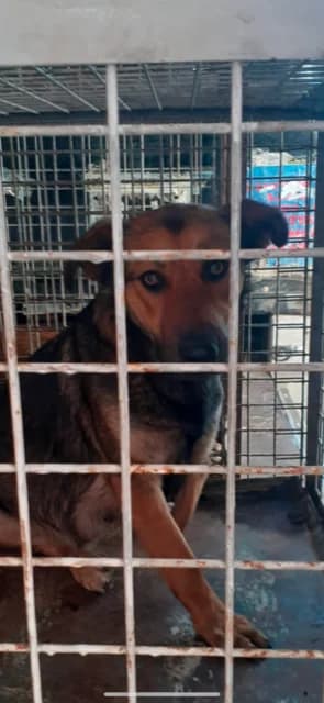 FEMELA,MEDIE,NEGRU CU MARO, Mixed Breed (Danyflor Timisoara)