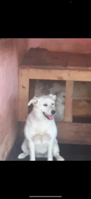 MASCUL,MARE,CREM, Mixed Breed (Danyflor Timisoara)