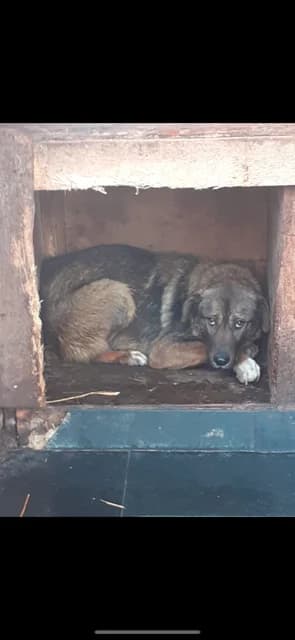 MASCUL,MARE,MARO CU NEGRU, Mixed Breed (Danyflor Timisoara)