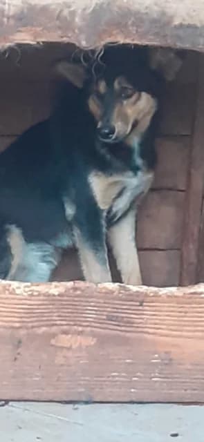 MASCUL,MARE,NEGRU CU MARO, Mixed Breed (Danyflor Timisoara)