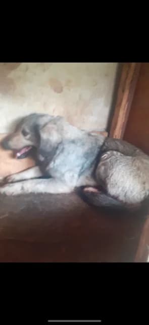 F,MEDIE,CREM, Mixed Breed (Danyflor Timisoara)