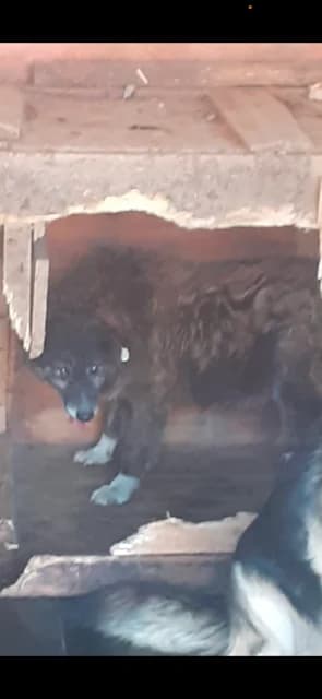 MASCUL,MEDIU NEGRU, Mixed Breed (Danyflor Timisoara)