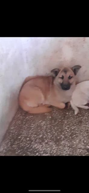 MASCUL,MEDIU,MARO, Mixed Breed (Danyflor Timisoara)