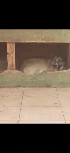 FEMELA,MEDIE,GALBENA, Mixed Breed (Danyflor Timisoara)