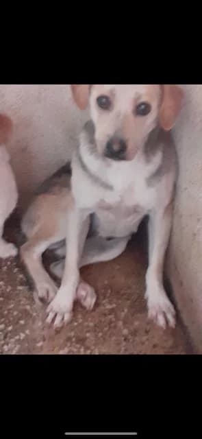 FEMELA,MEDIE,MARO CU GRI, Mixed Breed (Danyflor Timisoara)