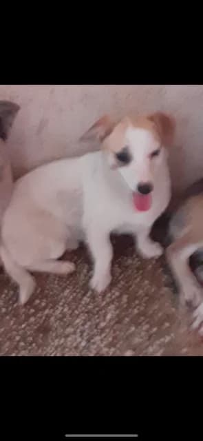 FEMELA,MICA,ALB CU MARO, Mixed Breed (Danyflor Timisoara)