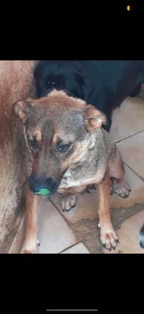 FEMELA,MARE,MARO INSP CU NEGRU, Mixed Breed (Danyflor Timisoara)