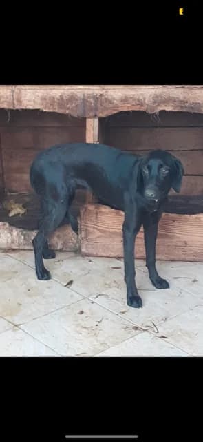 FEMELA,MARE,NEAGRA, Mixed Breed (Danyflor Timisoara)
