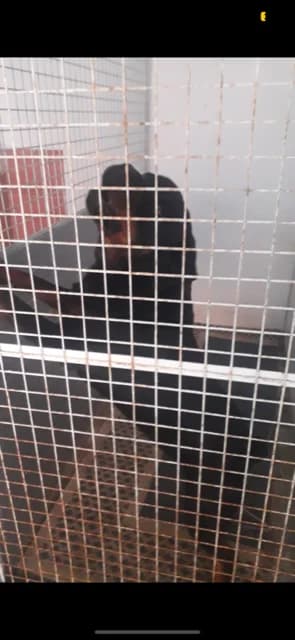 FEMELA,MARE,NEGRU CU MARO,ROTTWEILER, Mixed Breed (Danyflor Timisoara)