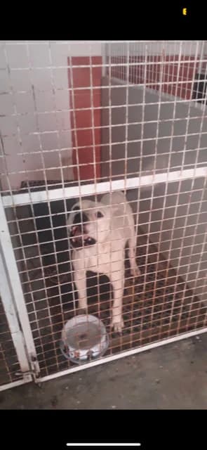 MASCUL,MARE,ALB,DOG ARGENTINEAN, Mixed Breed (Danyflor Timisoara)