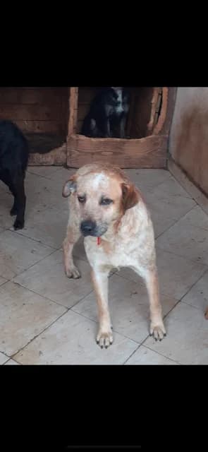 MASCUL,MARE,MARO, Mixed Breed (Danyflor Timisoara)