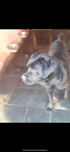 MASCUL,MARE,NEGRU, Mixed Breed (Danyflor Timisoara)