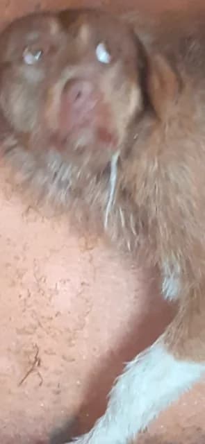 MASCUL,MARE,MARO, Mixed Breed (Danyflor Timisoara)