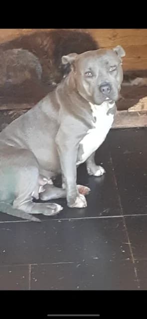 FEMELA,MEDIE,GRI CU ALB, Mixed Breed (Danyflor Timisoara)