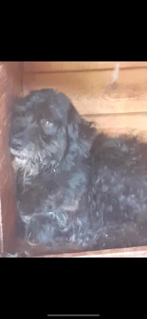 MASCUL,MEDIU,NEGRU, Mixed Breed (Danyflor Timisoara)