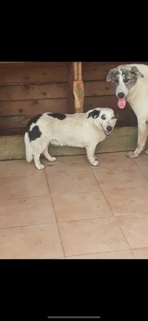 FEMELA,MEDIE,ALB CU PETE MARO, Mixed Breed (Danyflor Timisoara)