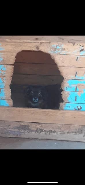 FEMELA,MARE,NEAGRA, Mixed Breed (Danyflor Timisoara)