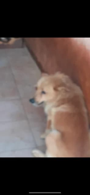 MASCUL,MARE,MARO, Mixed Breed (Danyflor Timisoara)