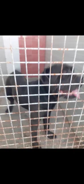 FEMELA,MARE,GRI, Mixed Breed (Danyflor Timisoara)
