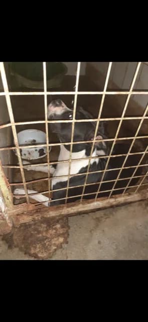 FEMELA,MARE,NEGRU CU ALB, Mixed Breed (Danyflor Timisoara)