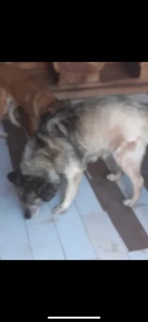 M,MARE,GRI CU NEGRU, Mixed Breed (Danyflor Timisoara)