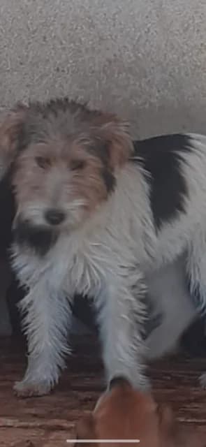 M,MARE,NEGRU CU ALB, Mixed Breed (Danyflor Timisoara)